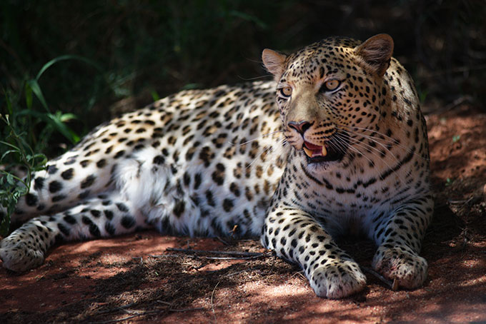 Леопард. Резервация Оконжима. Намибия