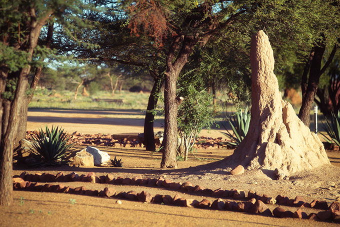 Термитник. Резервация Оконжима. Намибия